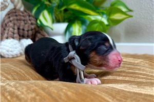 Brooklyn - puppy for sale