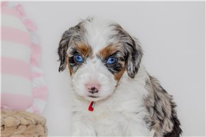 Bailey - Australian Bernedoodle for sale