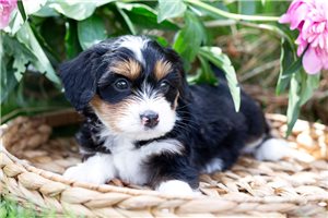 Birdie - Australian Bernedoodle for sale