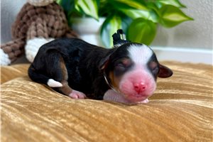 Bryson - puppy for sale