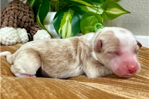 Bernadette - puppy for sale