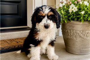 Bree - puppy for sale