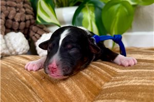 Bobby - puppy for sale