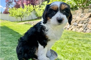 Bree - Australian Bernedoodle for sale
