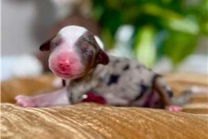 Bonnie - puppy for sale