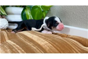 Bree - puppy for sale