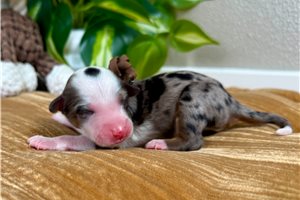 Bodie - Australian Bernedoodle for sale