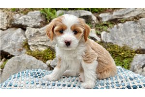 Bernadette - Australian Bernedoodle for sale