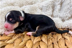 Birdie - puppy for sale