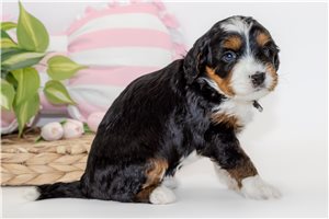 Brooklyn - Australian Bernedoodle for sale