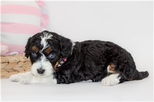 Bethany - Australian Bernedoodle for sale