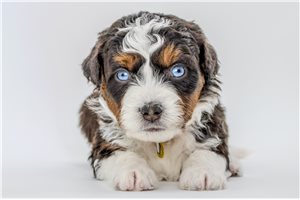 Bubbles - Australian Bernedoodle for sale