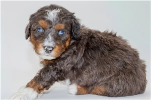 Basil - Australian Bernedoodle for sale