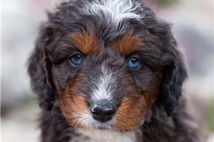 Basil - Australian Bernedoodle for sale