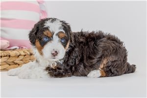 Bryson - Australian Bernedoodle for sale