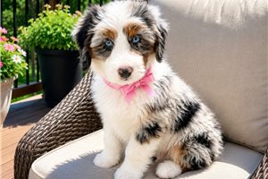 Bonnie - Australian Bernedoodle for sale