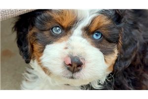 Bryson - Australian Bernedoodle for sale