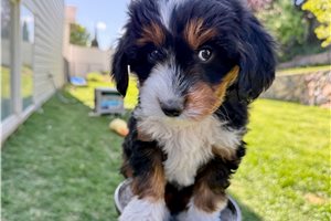 Bethany - Australian Bernedoodle for sale