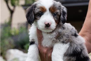 Bonnie - Australian Bernedoodle for sale