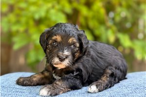 Dusk - puppy for sale