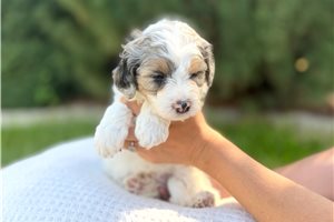 Shane, a Australian Mountain Doodle puppy