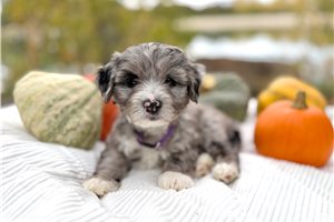 Sawyer - Australian Mountain Doodle for sale