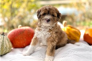 Shiloh - Australian Mountain Doodle for sale
