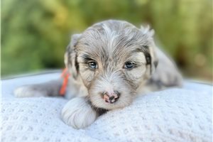 Sterling - Australian Mountain Doodle for sale
