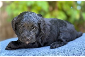Dulia - puppy for sale