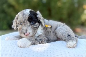 Sebastian - Australian Mountain Doodle for sale