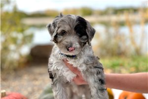 Sebastian - Australian Mountain Doodle for sale