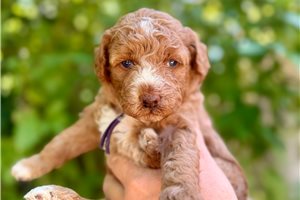 Duchess - puppy for sale