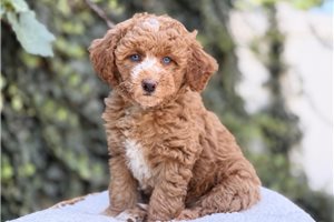 Duchess - Australian Mountain Doodle, placed in Salt Lake City