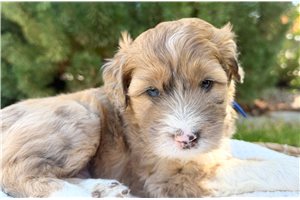 Shiloh - Australian Mountain Doodle for sale