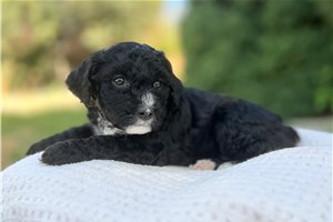 Sylvester, a Australian Mountain Doodle puppy