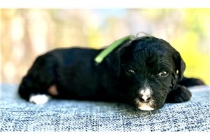 Sylvester - Australian Mountain Doodle for sale