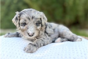 Sawyer - Australian Mountain Doodle for sale