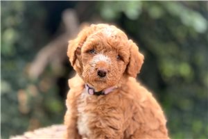 Duchess - Australian Mountain Doodle for sale