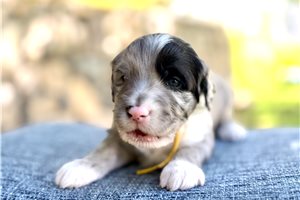 Sebastian - Australian Mountain Doodle for sale