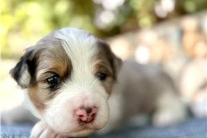 Shane - Australian Mountain Doodle for sale