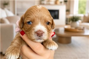 SueEllen - Cavapoo for sale