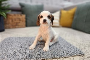 Gigi - Cavapoo for sale