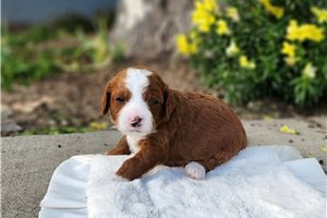 Gemma - Cavapoo for sale