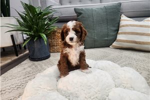 Gemma - Cavapoo for sale