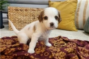Gigi - Cavapoo for sale
