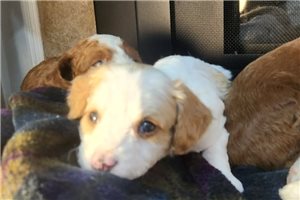 Greco - Cavapoo for sale