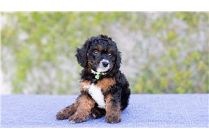 Gromit - Cavapoo for sale