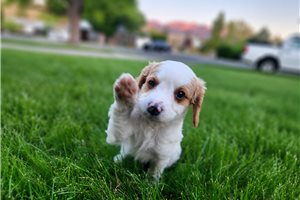 Greco - Cavapoo for sale
