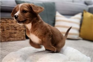 Goose - Cavapoo for sale
