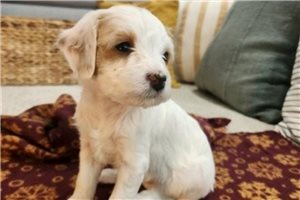 Gracie - Cavapoo for sale